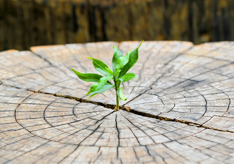 strong seedling growing in the center trunk from a dead tree stump. business concept of emerging leadership success generating new business.